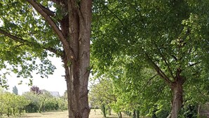 Zwei Adirondack-Stühle und ein kleiner Klapptisch unter einem Baum auf einer Wiese.
