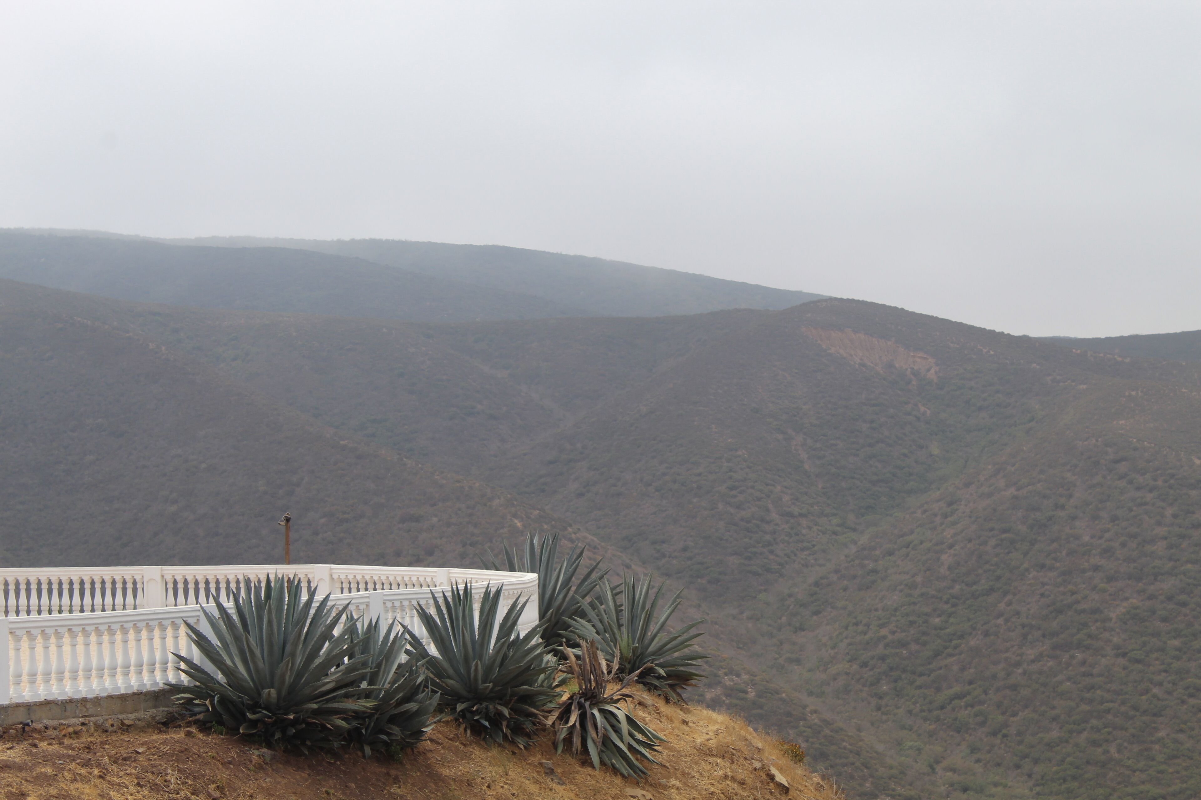 Foto - Viñas del Castillo
