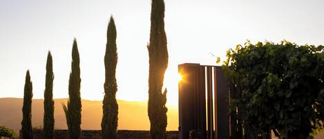 A vineyard with rows of tall, slender trees and a building with vertical slats.
