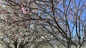 A park with blooming trees and a paved walkway. - Mountain View Stay LLC -  The perfect place to get away, relax and enjoy nature. (Mena)
