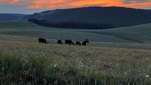 A field with grazing cattle and a forested hill in the background. - Bear Lodge Resort (Dayton)