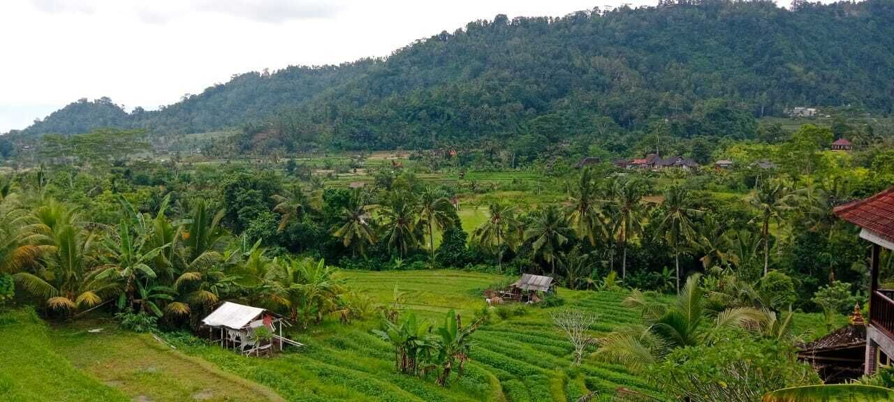 A lush green landscape with terraced fields, palm trees, and a few small buildings.