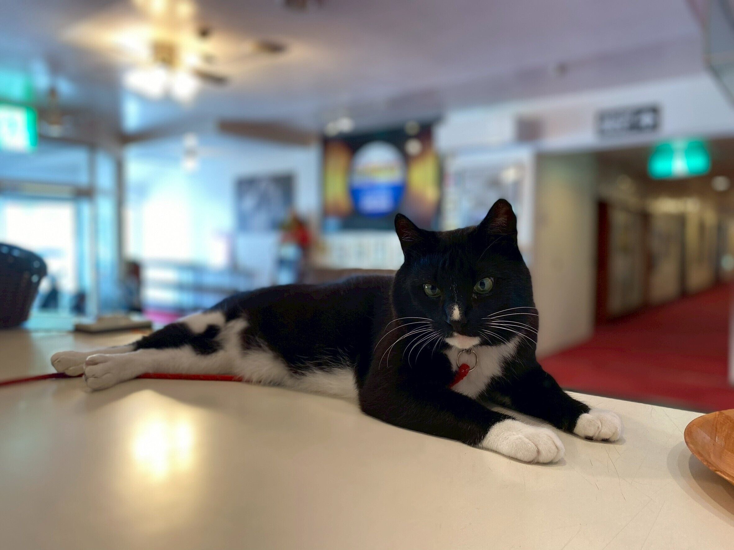 A black and white cat lying on a white surface in a room with a red carpet and a ceiling light fixture.
