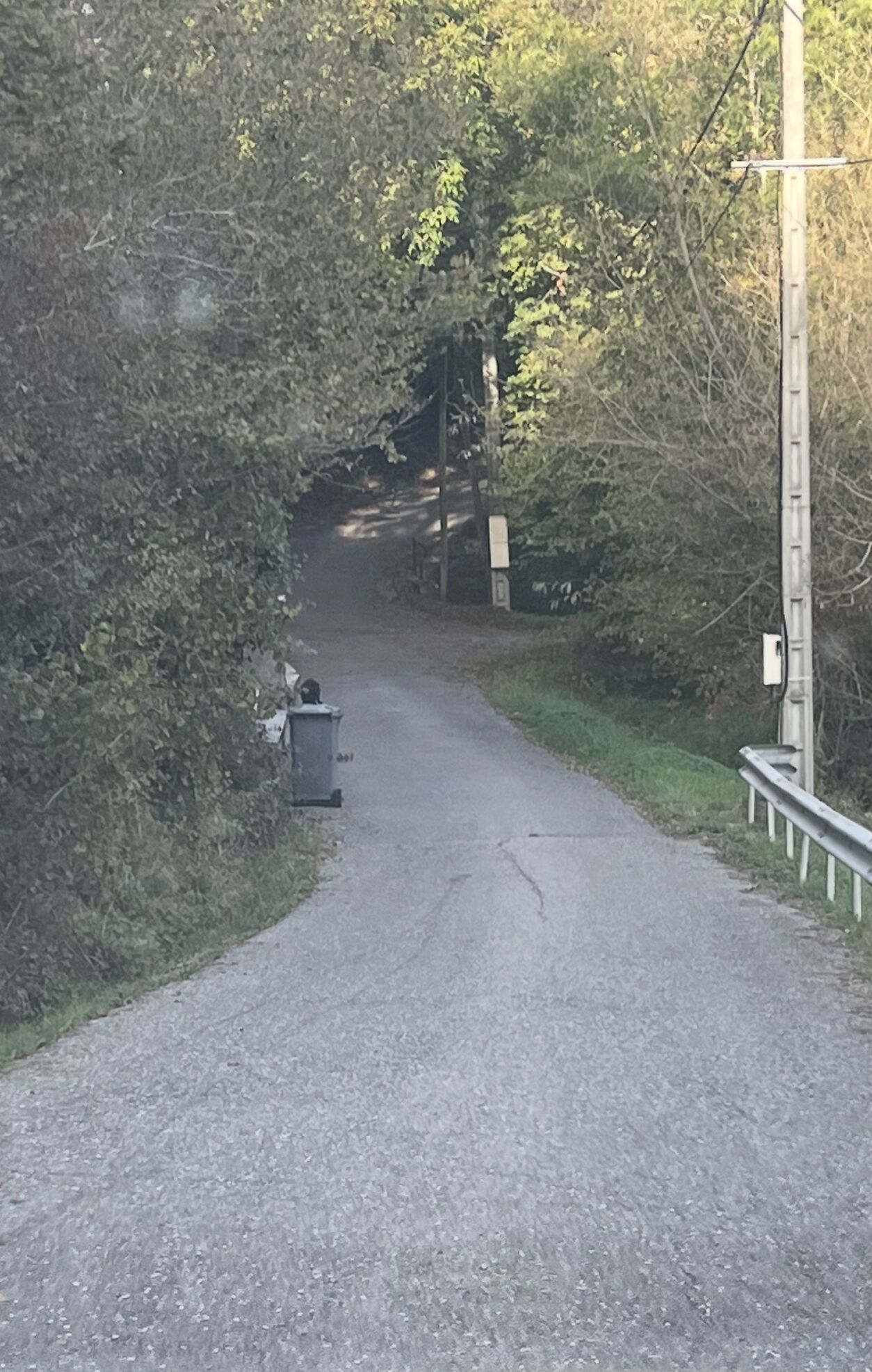 En smal, asfalterad väg som kantas av tät vegetation och en elstolpe.