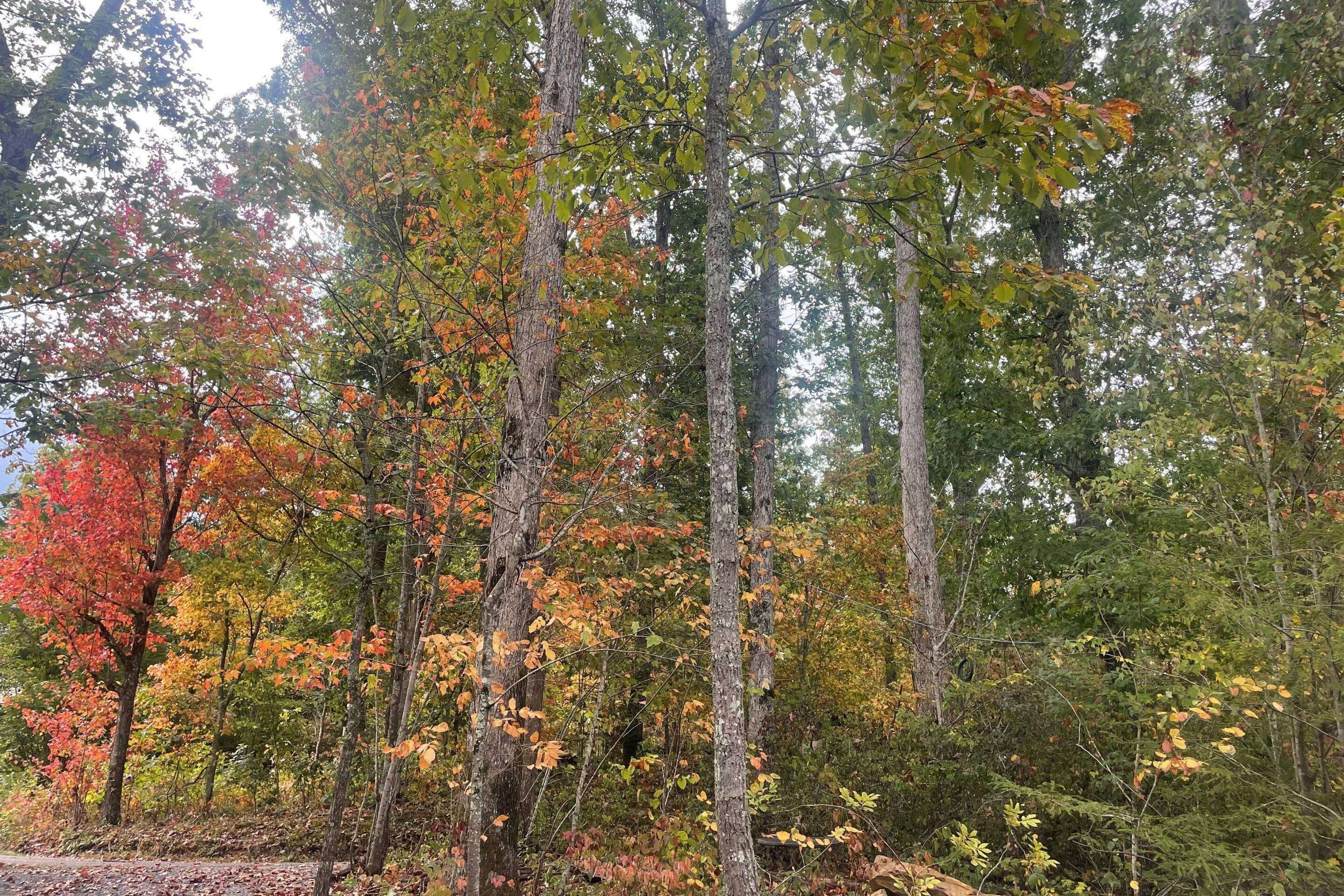 En skog med höga träd och ett rikt utbud av höstfärgat lövverk.