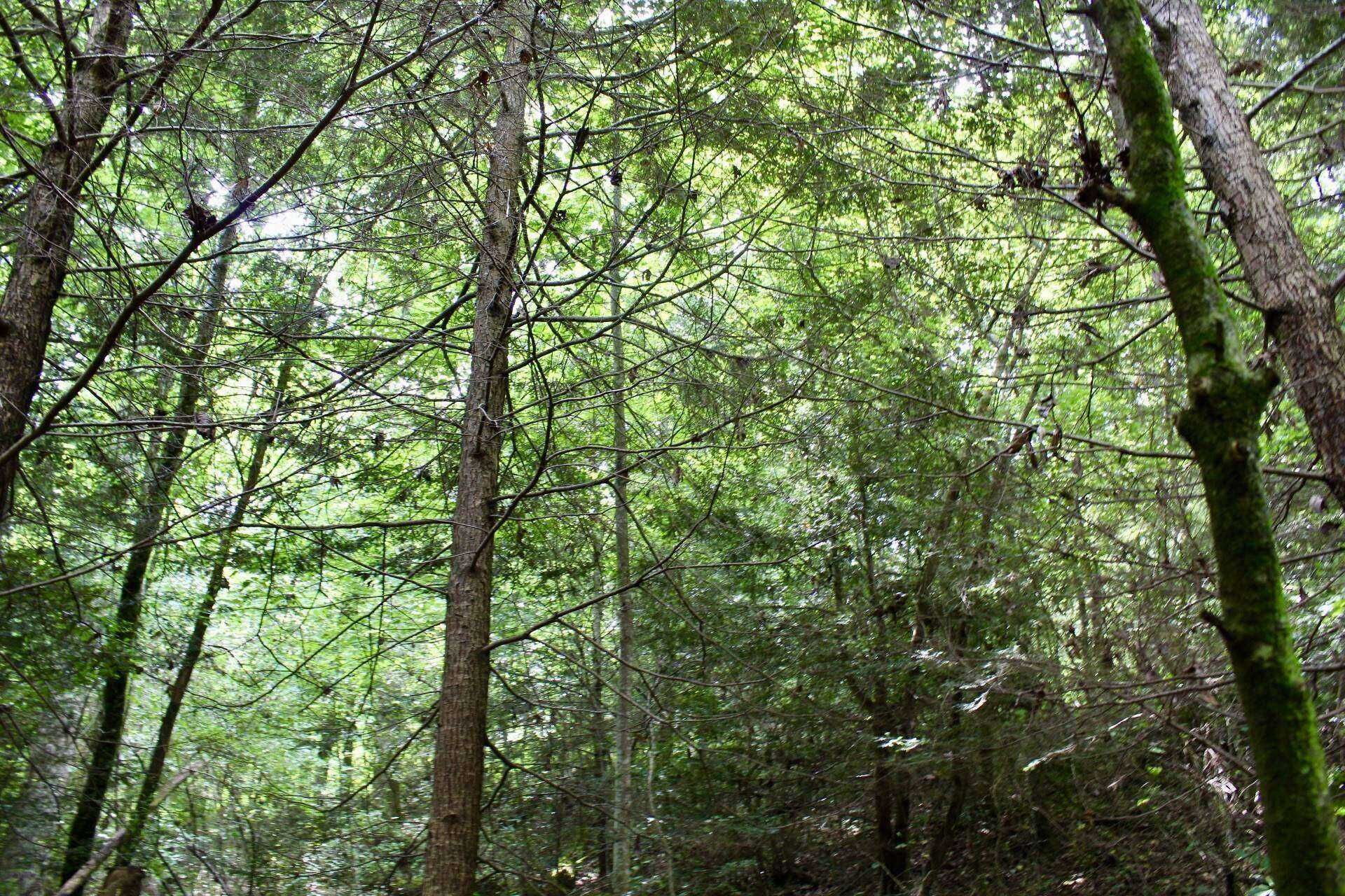 A dense forest with tall trees and a network of branches.