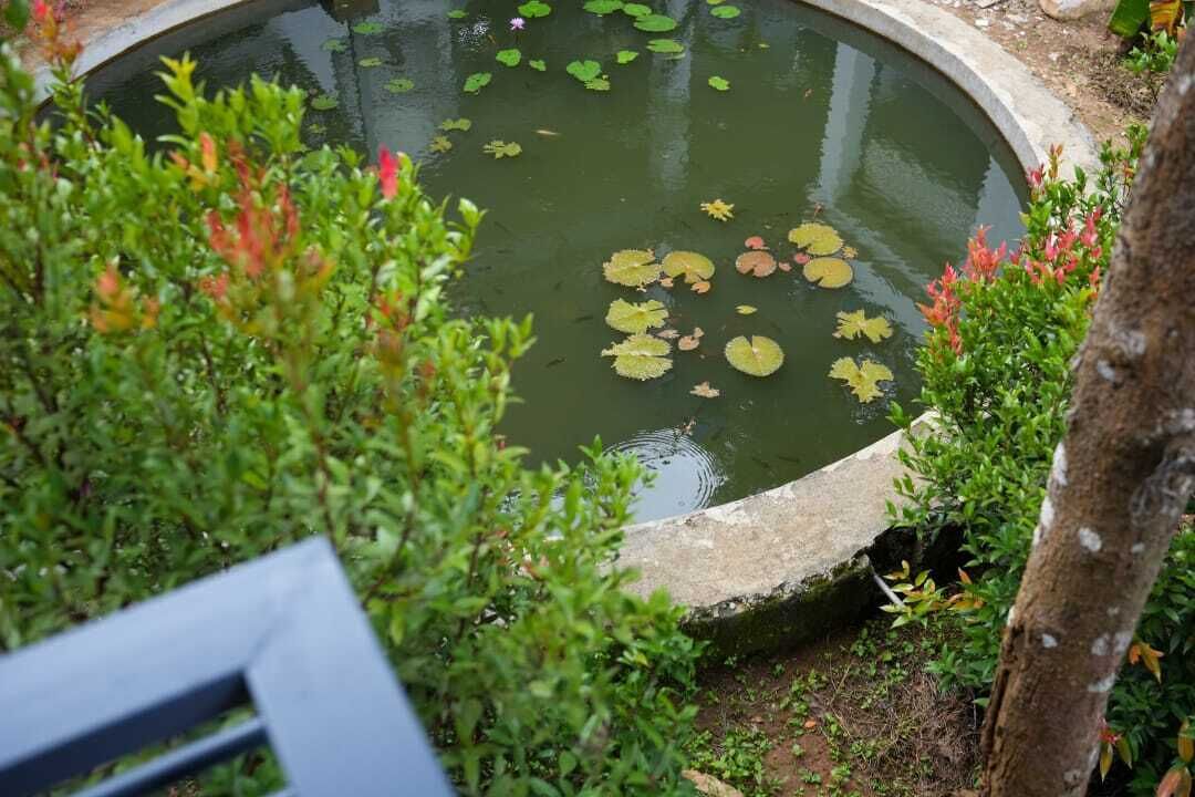 Ein kreisförmiger Teich mit Seerosen, umgeben von viel Grün.