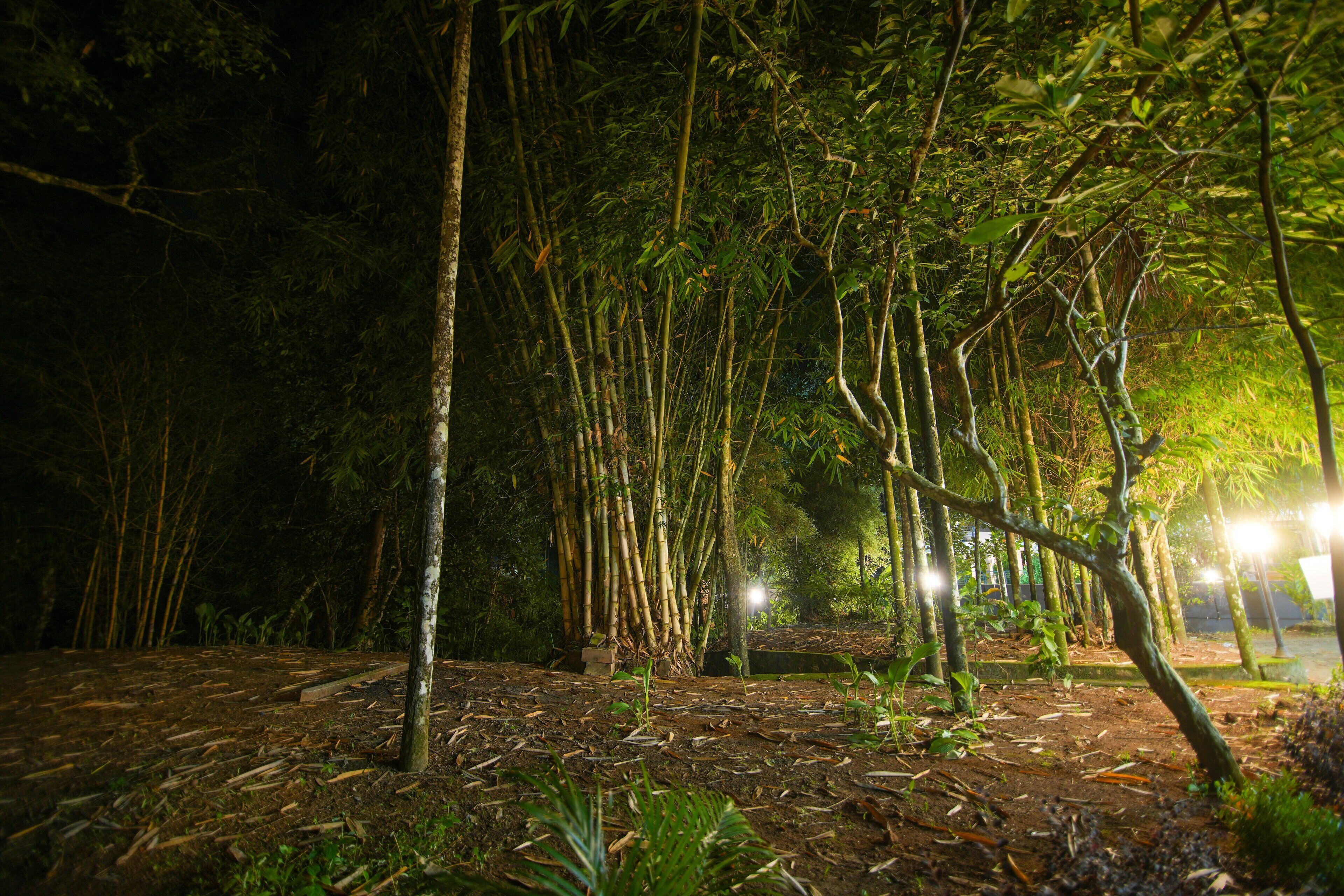 A forested area with bamboo trees and a dirt ground.
