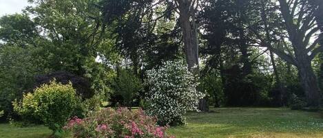 A garden with a variety of trees, a grassy area, and flowering shrubs.
