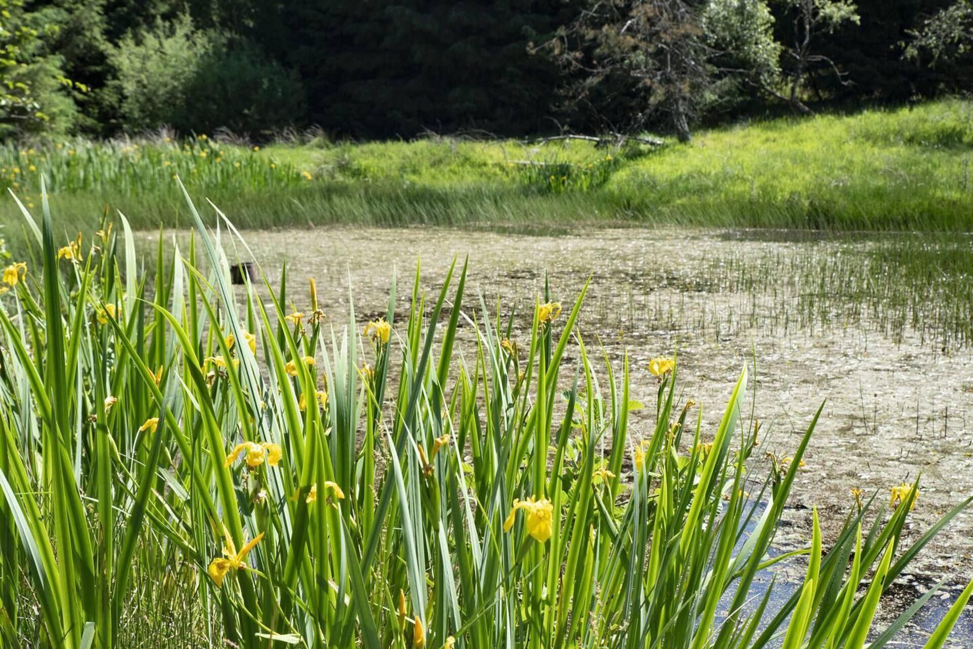 Paisagem natural com lago, rodeado por grama verde e flores amarelas.