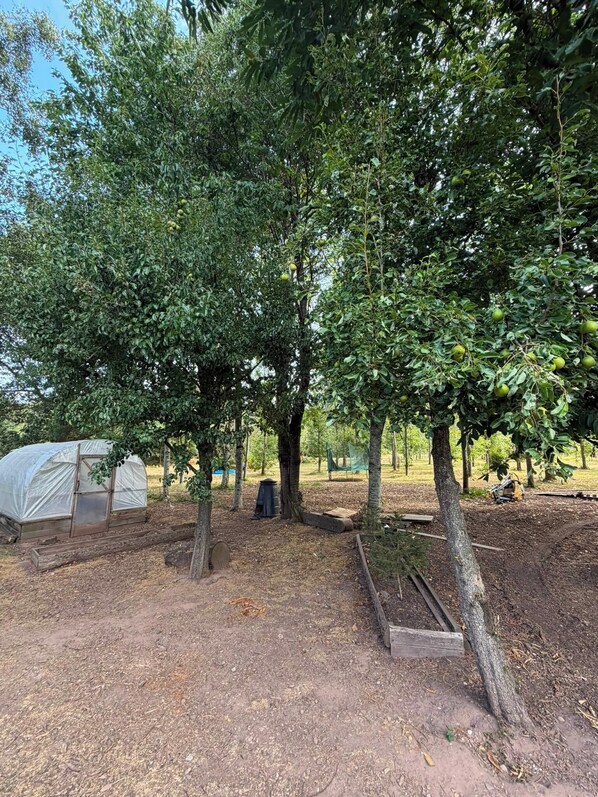 A campsite with tents, a covered structure, and trees.