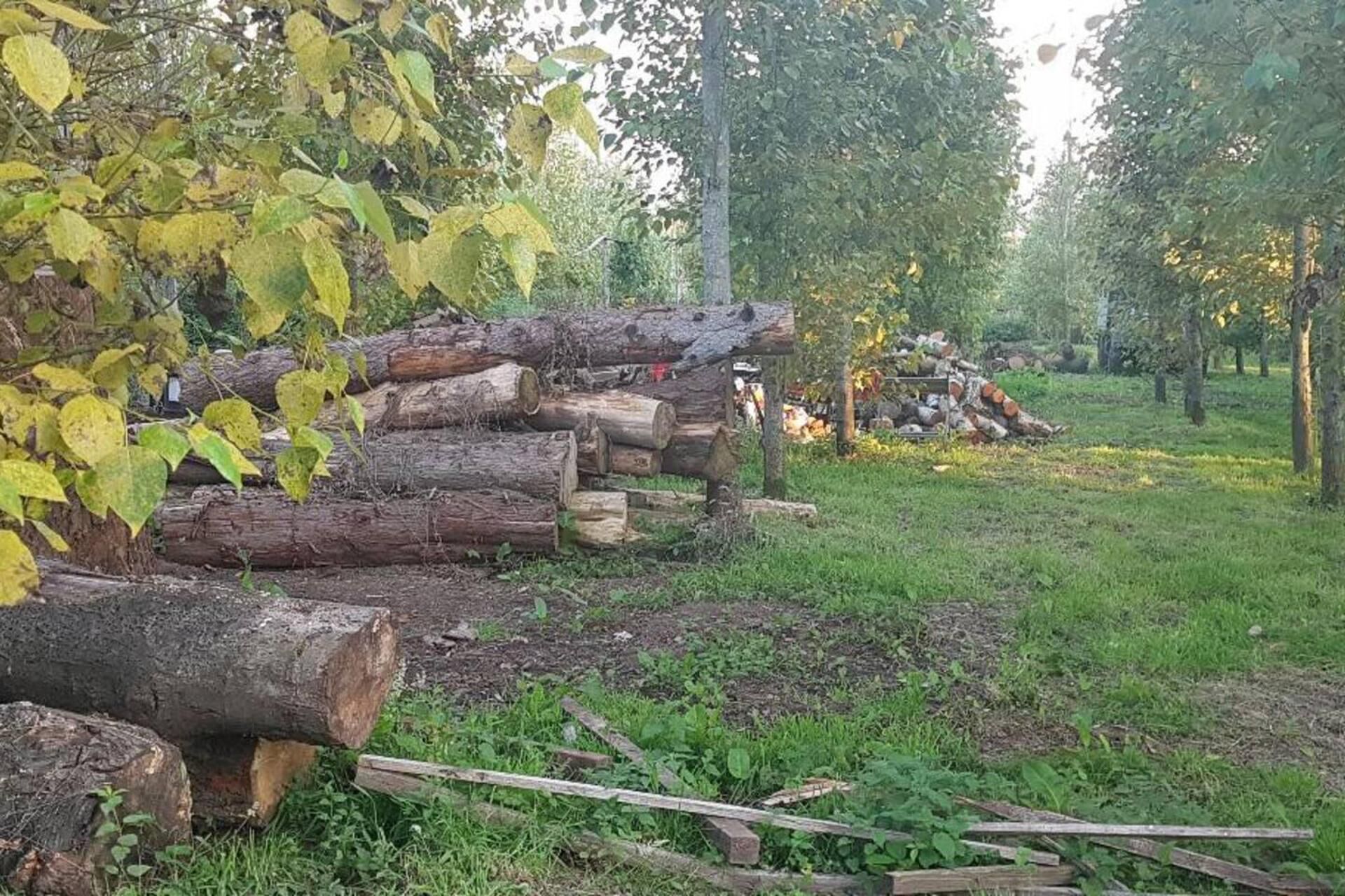 Un montón de leña y ramas en una zona boscosa con árboles y césped.