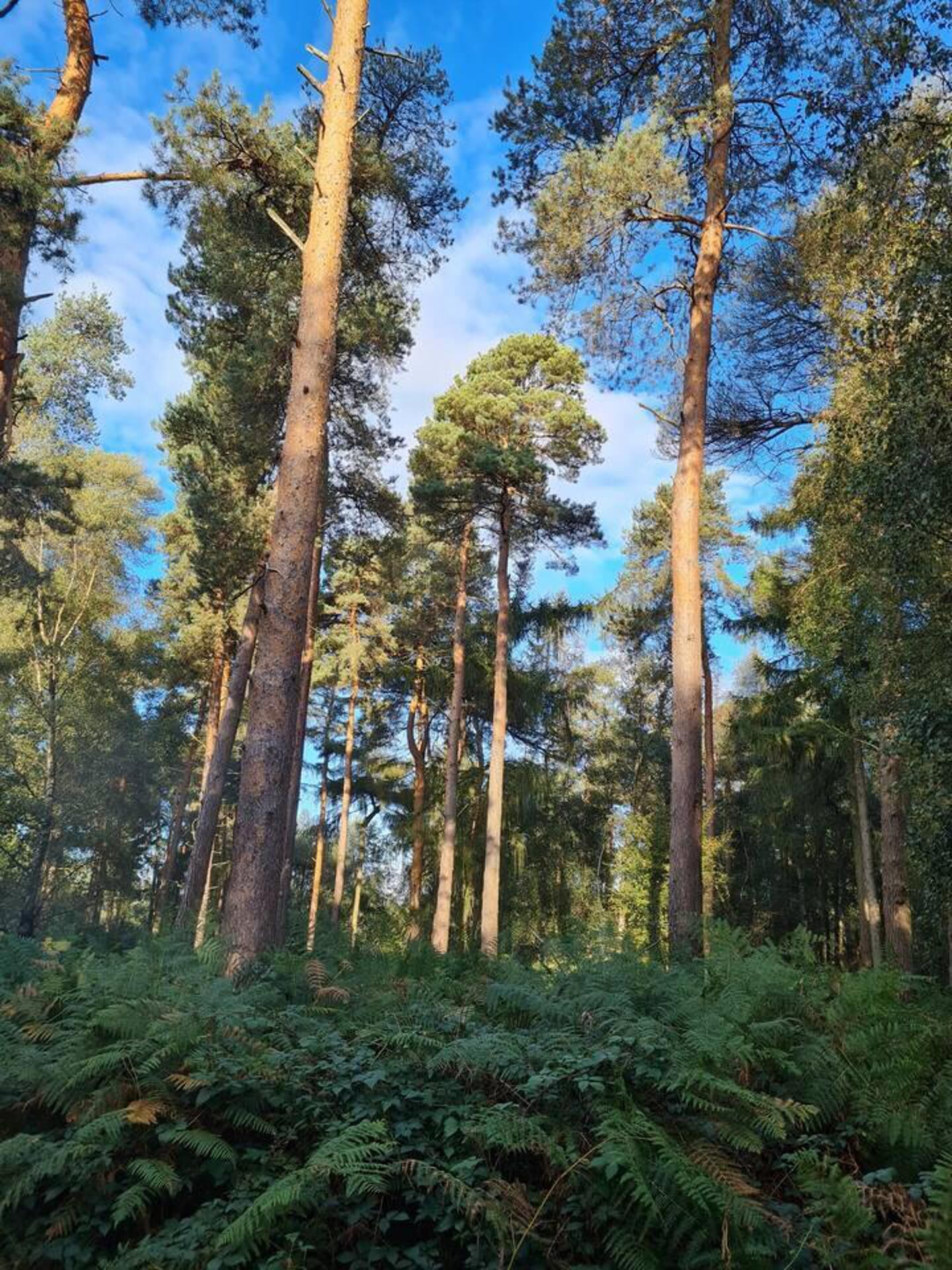 Un bosc dens amb arbres alts i falgueres.