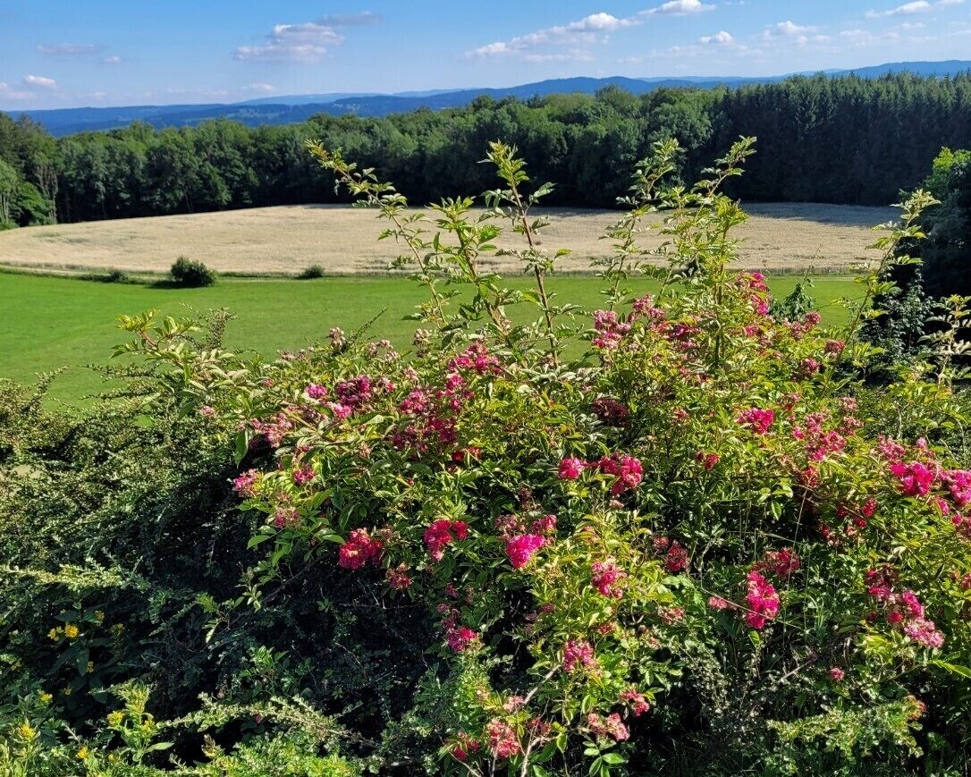 A lush garden with vibrant pink flowers in the foreground, a well-maintained lawn, and a forested area in the background.
