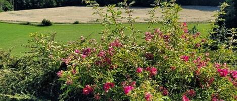 A lush garden with vibrant pink flowers in the foreground, a well-maintained lawn, and a forested area in the background.