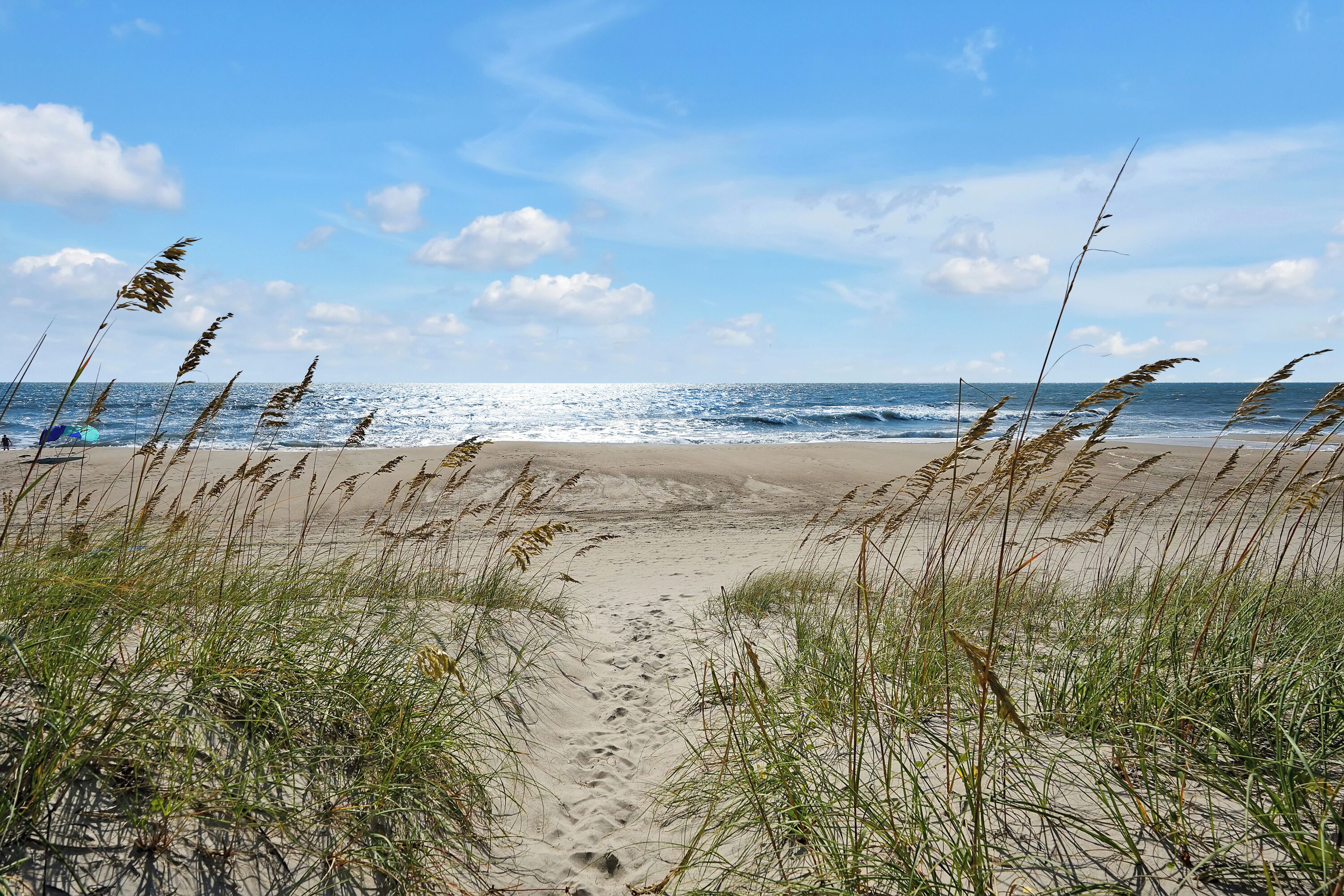 A sandy beach path with tall grasses leading to the ocean.