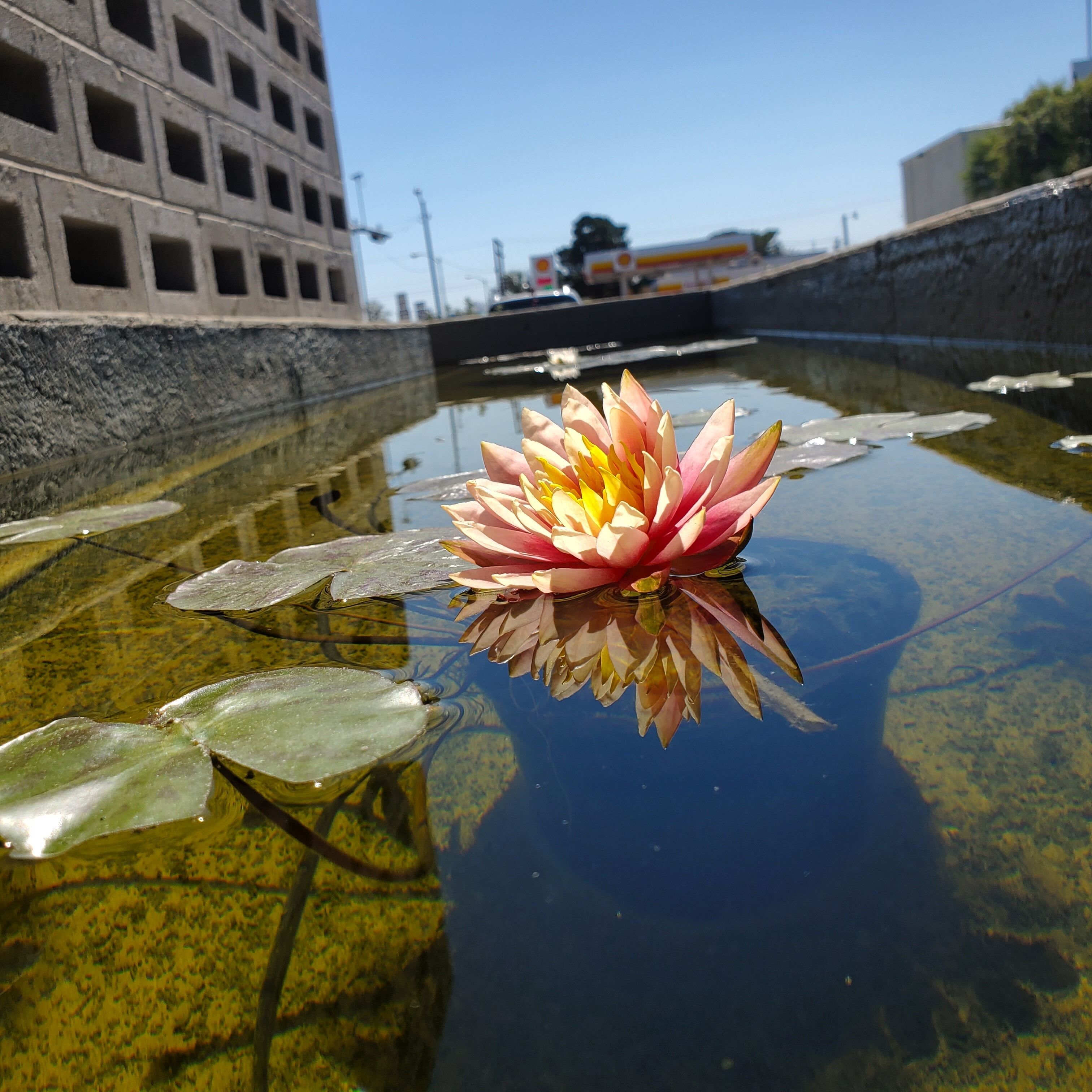 A water lily in a clear pond with a reflection, surrounded by a concrete wall and a building in the background.