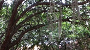 A park with a bench, trees, and a building in the background. - Four Bedroom Gameroom Compass Bay Resort 5128a (Kissimmee)