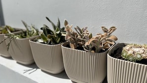 A row of ribbed planters with various succulents on a white ledge against a wall. - Larnaca - Studio - Sleeps 4 - Garden - Parking (Larnaca)