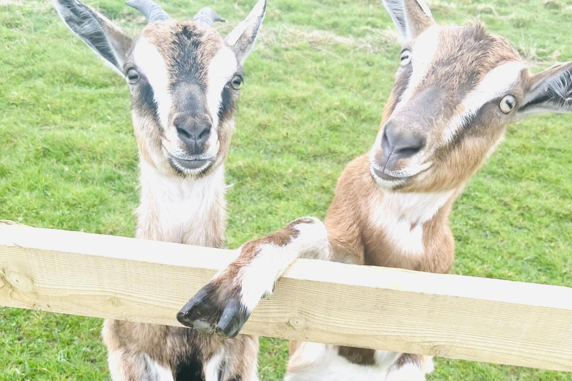 Two goats behind a wooden fence in a grassy area.