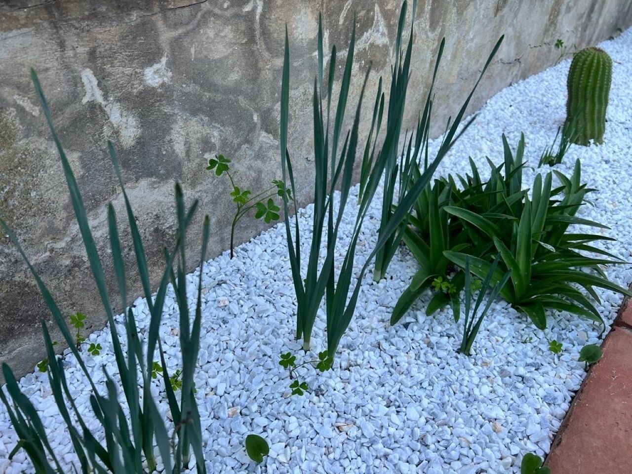 A garden with tall green plants and a cactus against a stone wall.