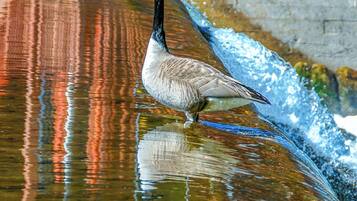 A Canada goose standing in a water feature with a stone wall in the background.