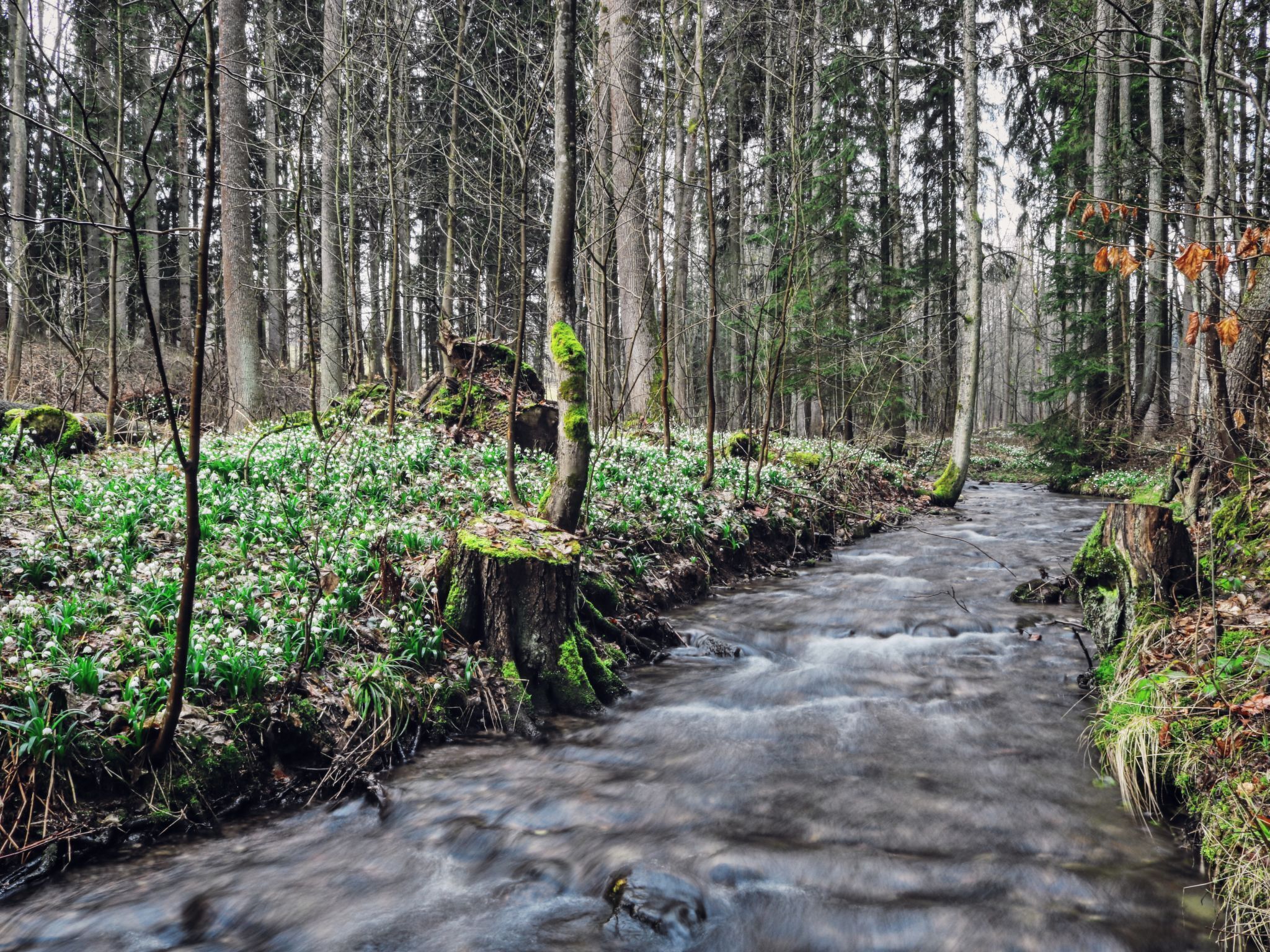 Un arroyo en el bosque rodeado de árboles y follaje.