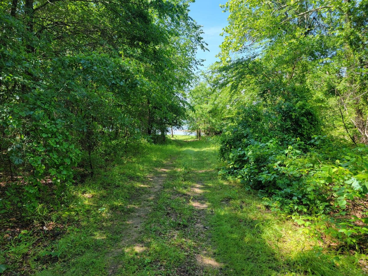 A narrow dirt path surrounded by dense green foliage.
