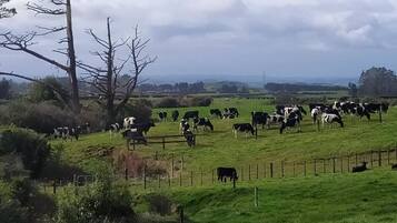 1 chambre, bureau, draps fournis
