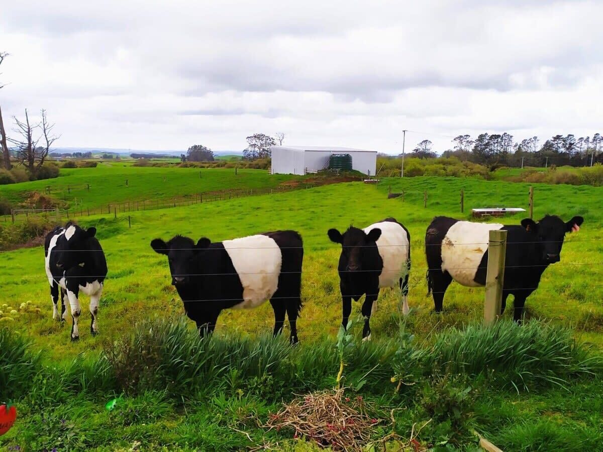 A rural landscape with four cows standing in a field, a barn in the background, and a fence surrounding the area.