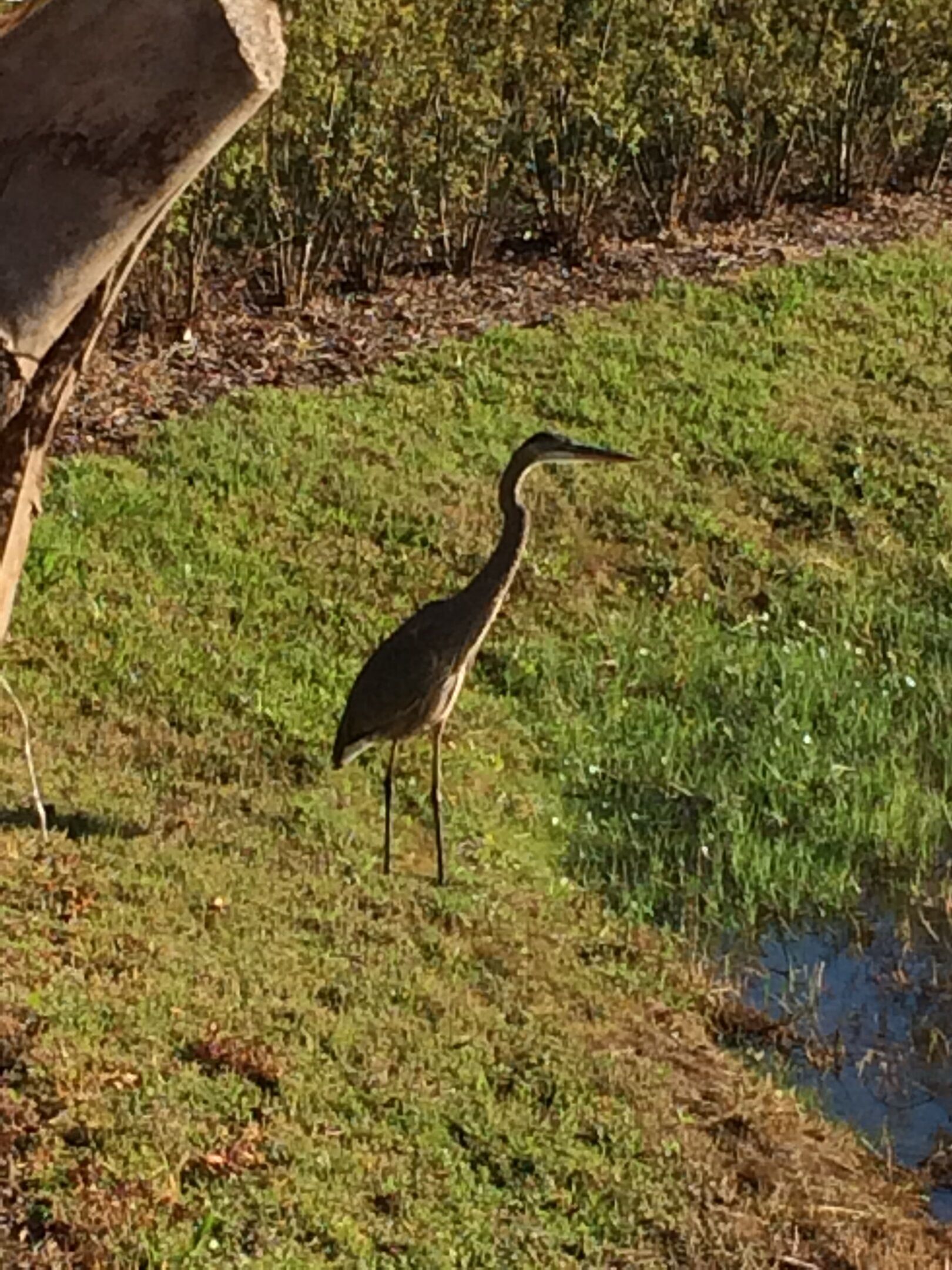 local residents