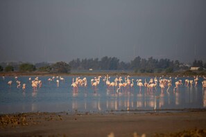 A large body of water with numerous flamingos standing in it.