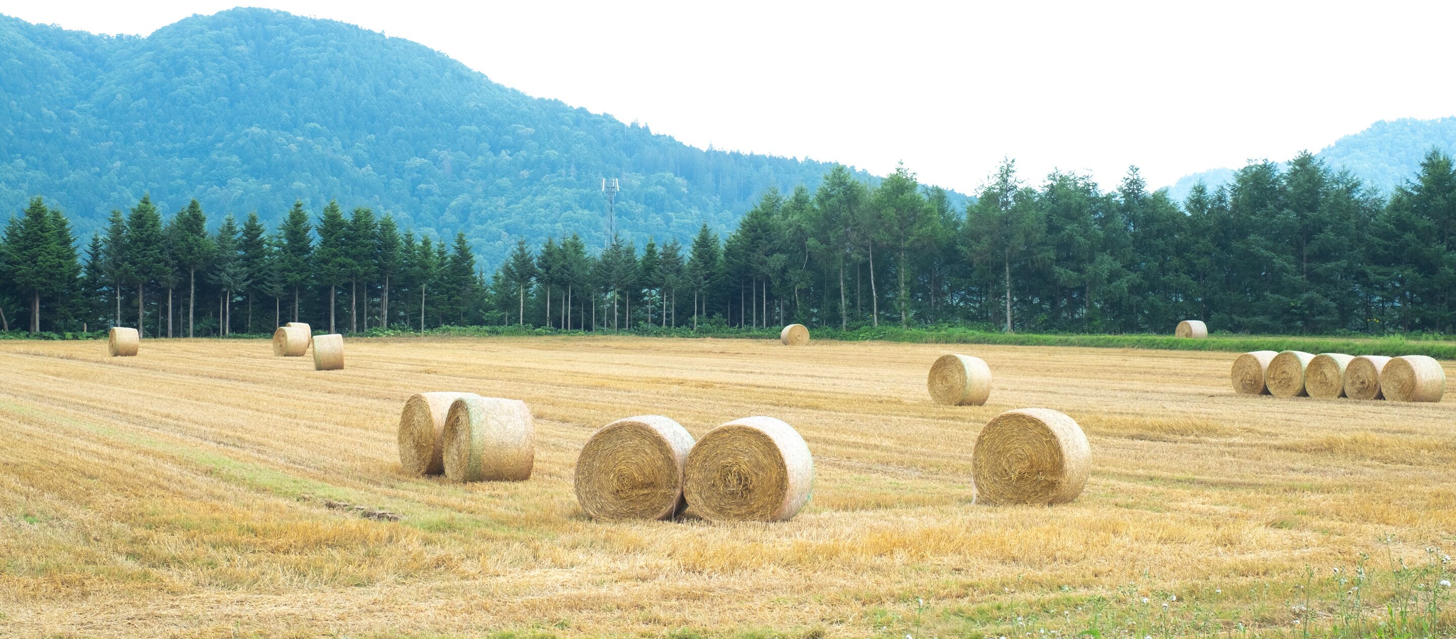 A field with hay bales and a forested mountain in the background.