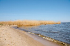 Une plage de sable avec de hautes herbes et une eau calme.