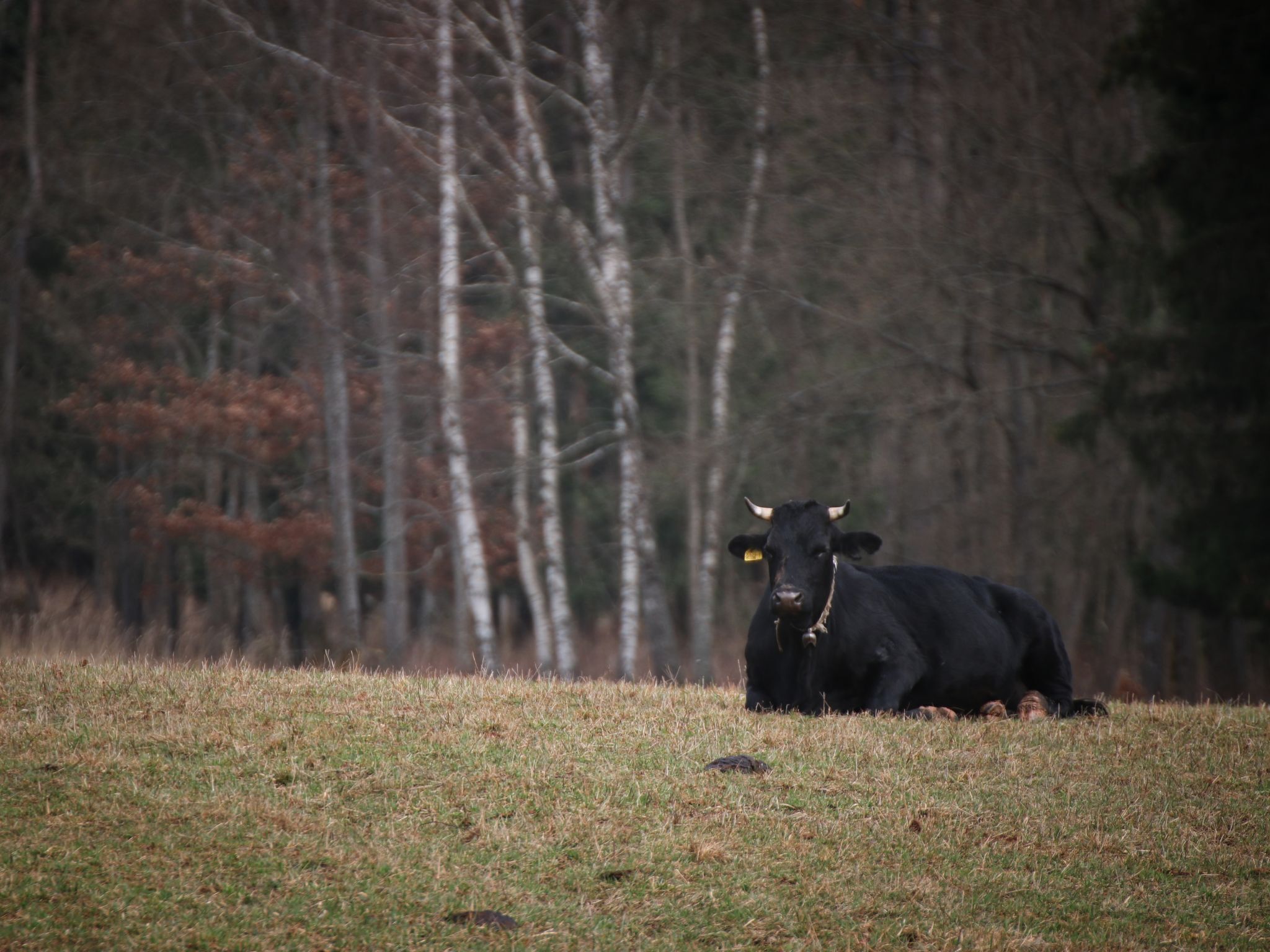 A black cow lying on a grassy field with trees in the background.