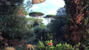 Ein Garten mit verschiedenen Kübelpflanzen und Bäumen.