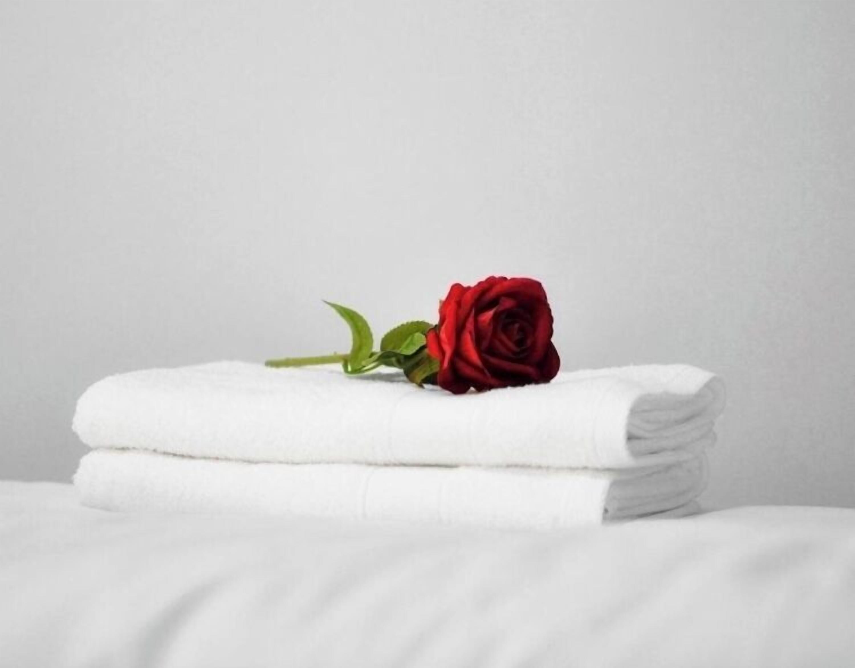 Una toalla blanca doblada con un solo rosal encima.