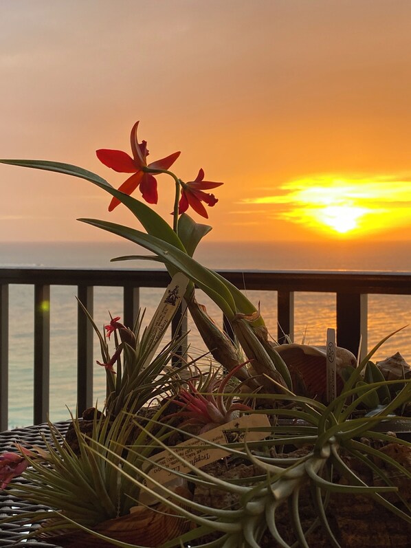 A sunset view from a balcony with tropical plants and a wooden railing.