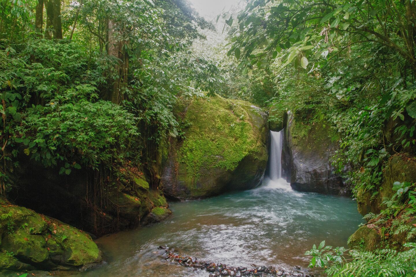 Une forêt luxuriante avec une cascade et un ruisseau aux eaux limpides.