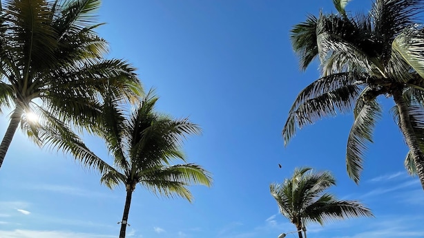 A beachside area with palm trees, a grassy lawn, and beach umbrellas. - Apartamento Arenas del Edén, Same Club Casablanca (Tonchigüe)