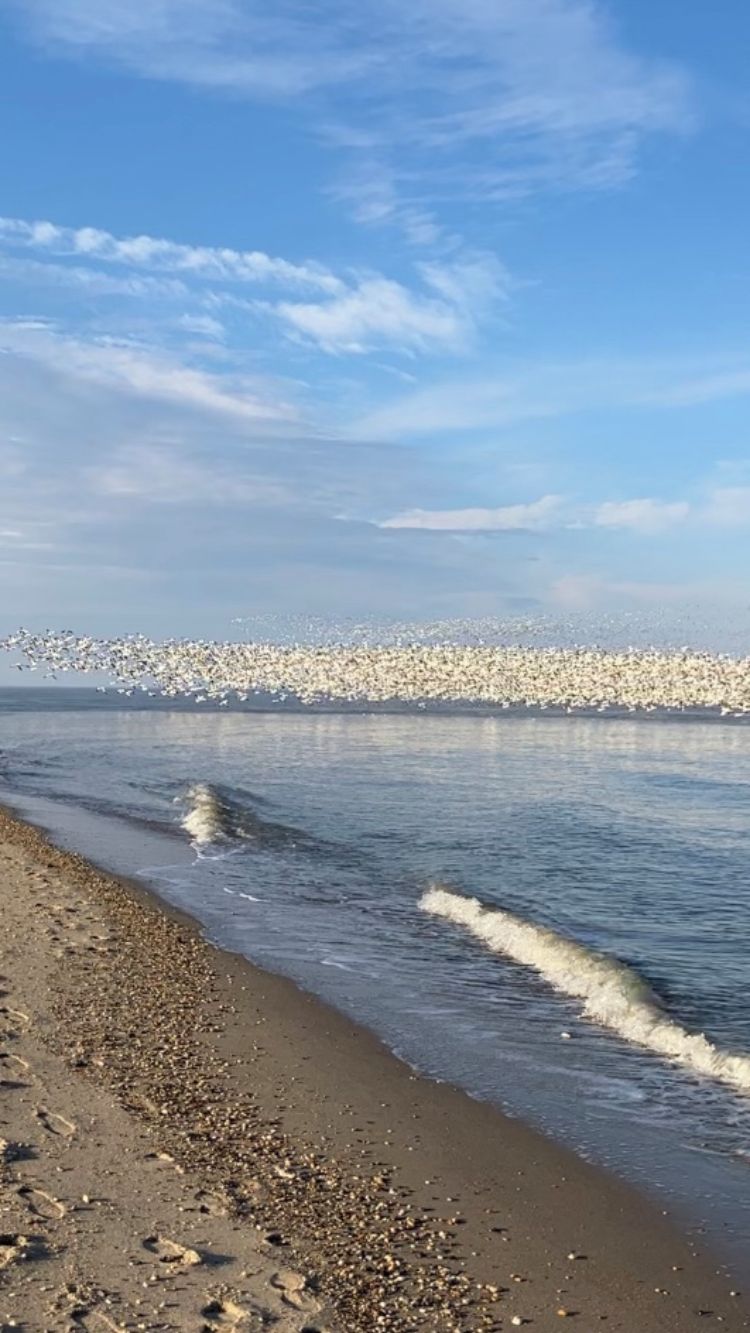Snow geese settle here in winter and fly back & forth between the bay and marsh.