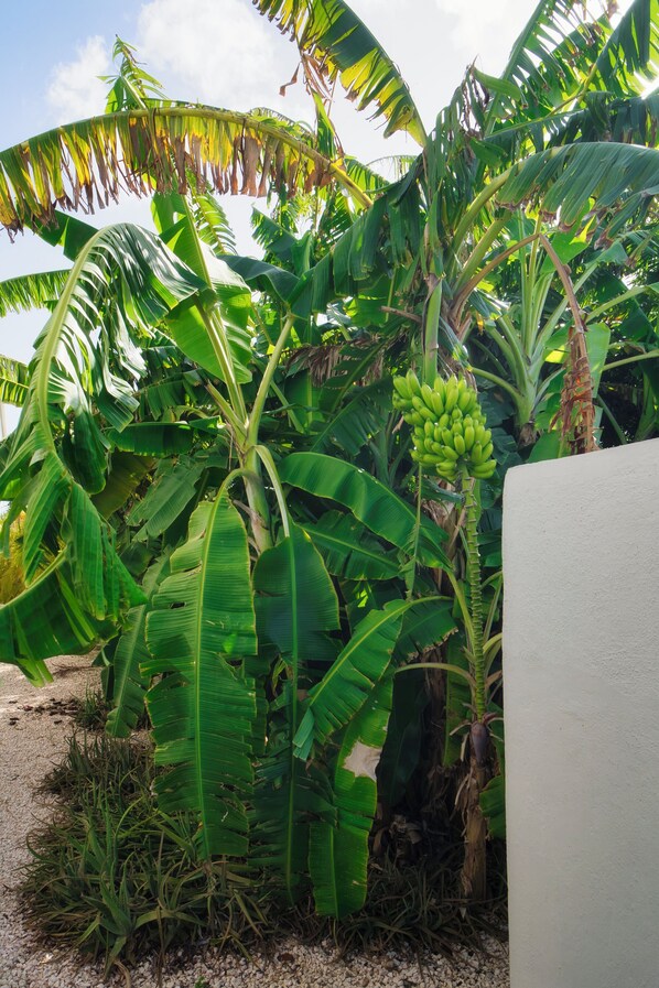 A banana plant with large green leaves and a cluster of unripe bananas.