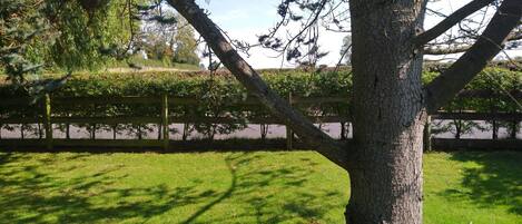 A tree with a thick trunk and a well-maintained grassy area around it.