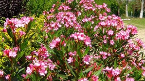 Un jardin orné de fleurs roses, avec une vue sur les montagnes en arrière-plan.