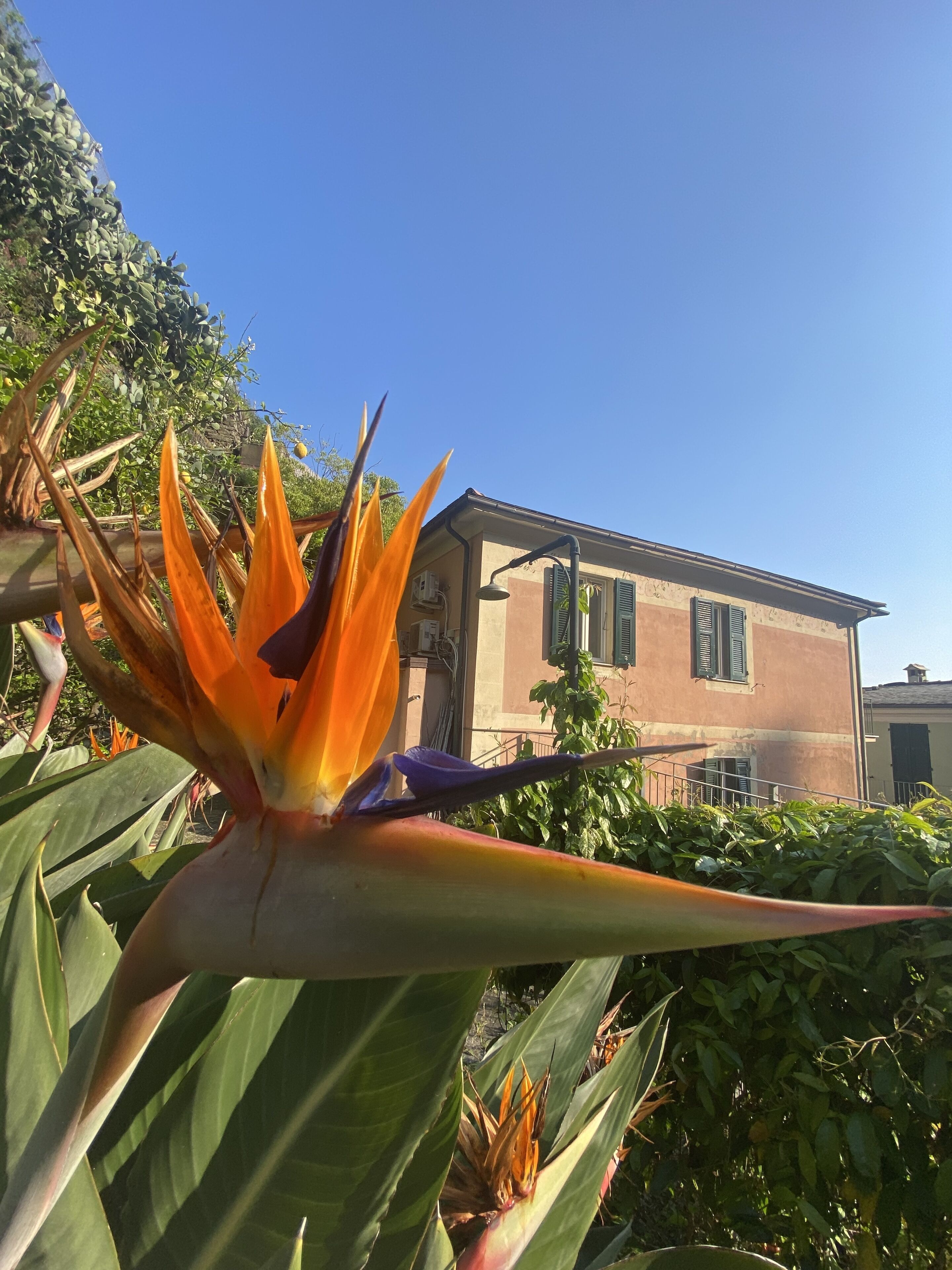A bird of paradise flower in full bloom with a house in the background.