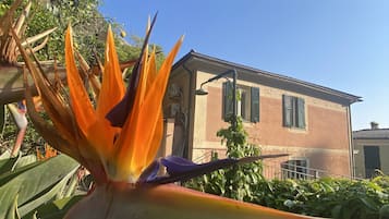 A bird of paradise flower in full bloom with a house in the background.