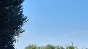 Blick auf ein grünes Feld mit Bäumen und einem klaren, blauen Himmel.