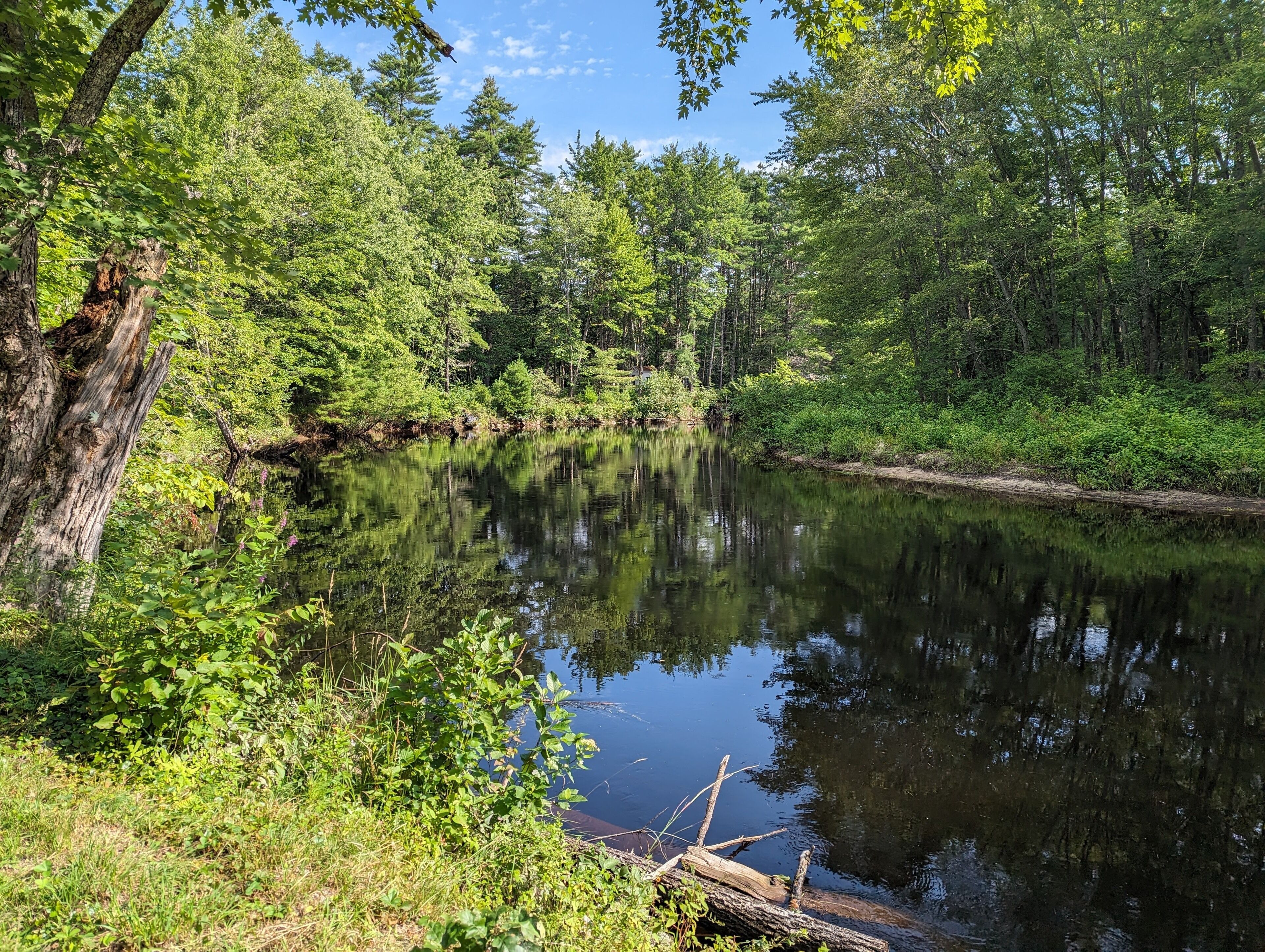 Un río tranquilo rodeado de un bosque frondoso.
