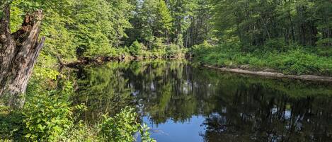 Un río tranquilo rodeado de un bosque frondoso.