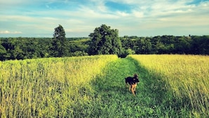Un perro caminando entre un campo de altas flores amarillas bajo un cielo despejado.